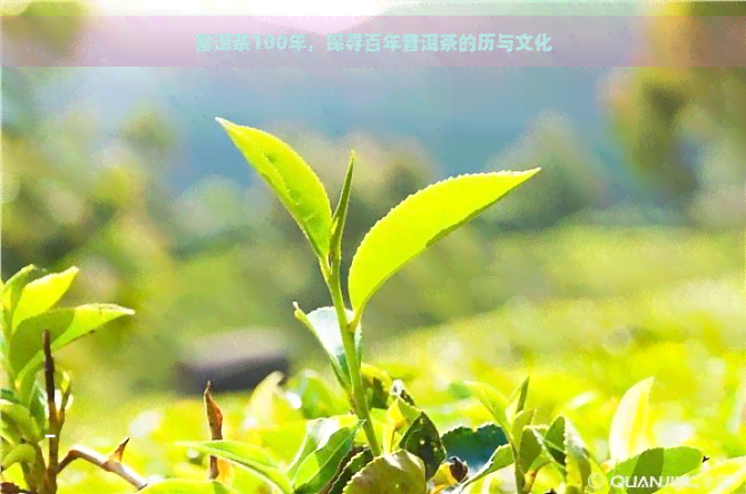 普洱茶100年，探寻百年普洱茶的历与文化