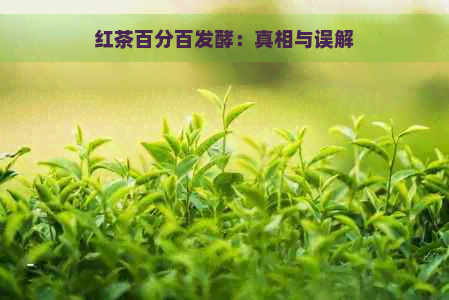 红茶百分百发酵：真相与误解