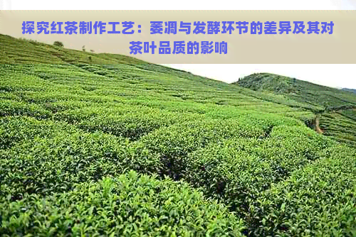 探究红茶制作工艺：萎凋与发酵环节的差异及其对茶叶品质的影响