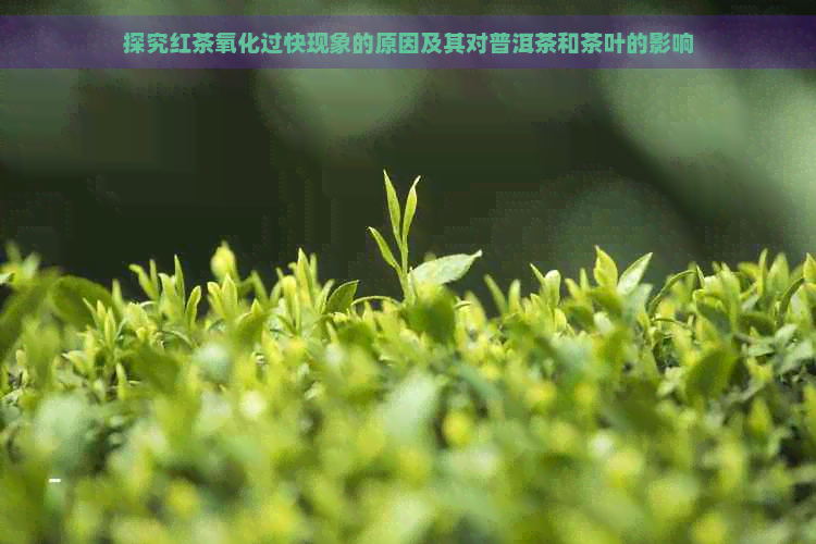 探究红茶氧化过快现象的原因及其对普洱茶和茶叶的影响