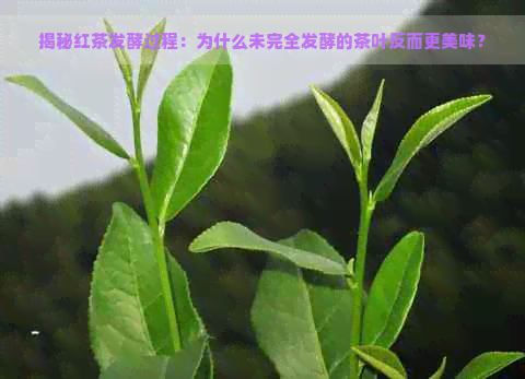 揭秘红茶发酵过程：为什么未完全发酵的茶叶反而更美味？