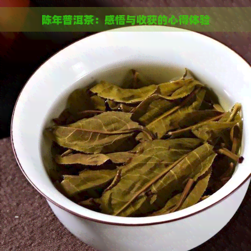 陈年普洱茶：感悟与收获的心得体验