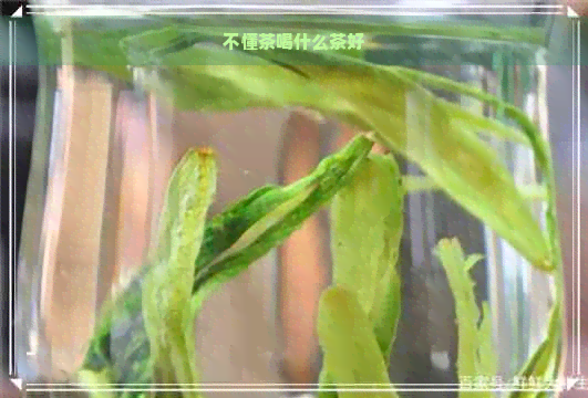 不懂茶喝什么茶好