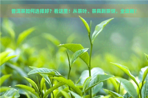 普洱茶如何选择好？看这里！从茶叶、茶具到茶饼，全攻略！