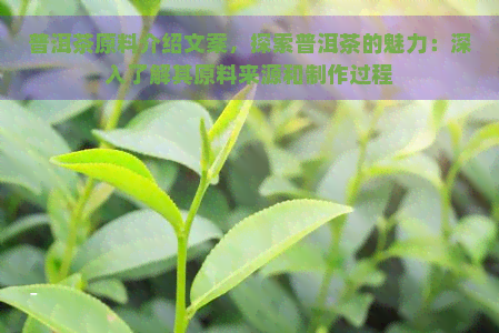 普洱茶原料介绍文案，探索普洱茶的魅力：深入了解其原料来源和制作过程