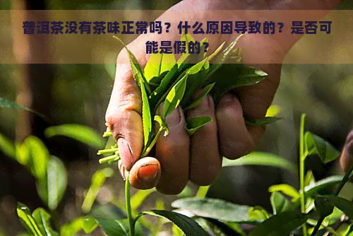 普洱茶没有茶味正常吗？什么原因导致的？是否可能是假的？