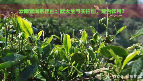 云南普洱茶挂画：欣大全与实拍图，能否饮用？