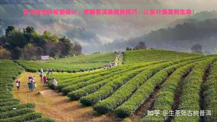 普洱茶如何催熟茶叶，掌握普洱茶催熟技巧，让茶叶焕发新生命！