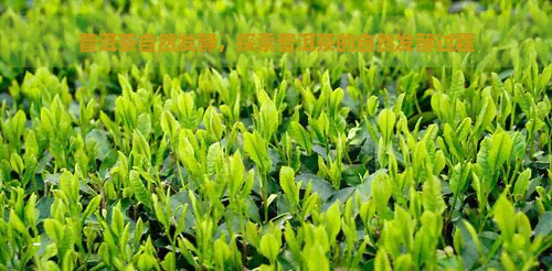 普洱茶自然发酵，探索普洱茶的自然发酵过程