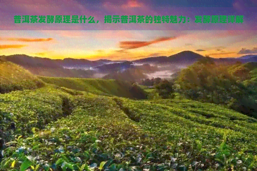 普洱茶发酵原理是什么，揭示普洱茶的独特魅力：发酵原理详解