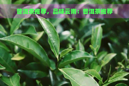 普洱茶推荐，品味云南：普洱茶推荐