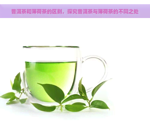 普洱茶和薄荷茶的区别，探究普洱茶与薄荷茶的不同之处