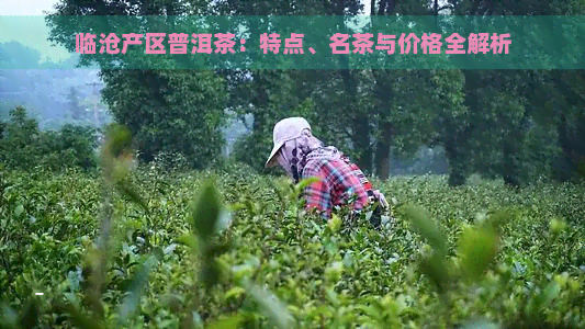 临沧产区普洱茶：特点、名茶与价格全解析