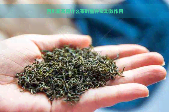 四川素茶是什么茶叶品种及功效作用