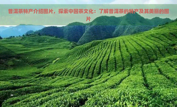 普洱茶特产介绍图片，探索中国茶文化：了解普洱茶的特产及其美丽的图片