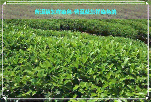 普洱茶怎样染色-普洱茶怎样染色的