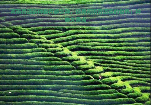 河南普洱茶种类有多少种，探寻河南普洱茶的世界：种类大盘点