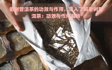 老树普洱茶的功效与作用，深入了解老树普洱茶：功效与作用解析