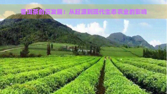 普洱茶的历发展：从起源到现代生态农业的影响