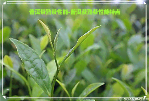 普洱茶熟茶性能-普洱茶熟茶性能特点