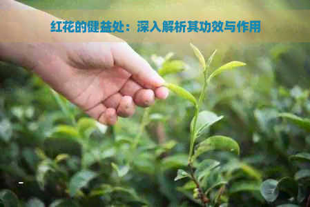 红花的健益处：深入解析其功效与作用