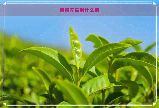 茶熏养生用什么茶