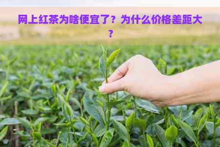 网上红茶为啥便宜了？为什么价格差距大？