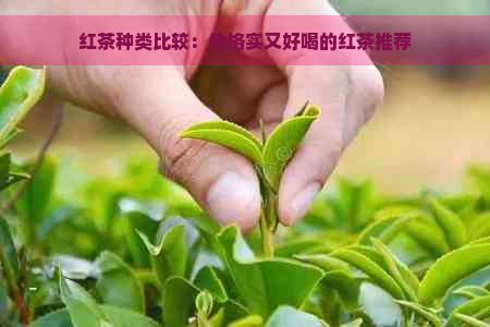 红茶种类比较：价格实又好喝的红茶推荐