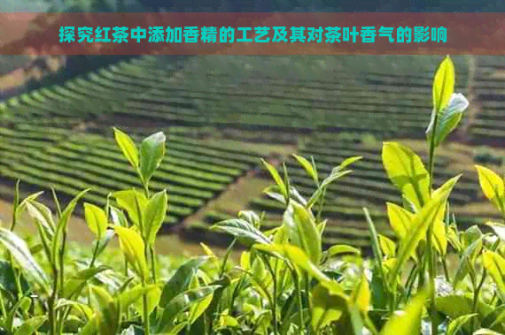 探究红茶中添加香精的工艺及其对茶叶香气的影响