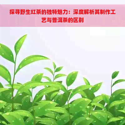 探寻野生红茶的独特魅力：深度解析其制作工艺与普洱茶的区别