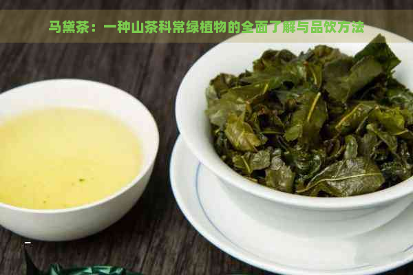 马黛茶：一种山茶科常绿植物的全面了解与品饮方法