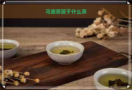 马黛茶属于什么茶