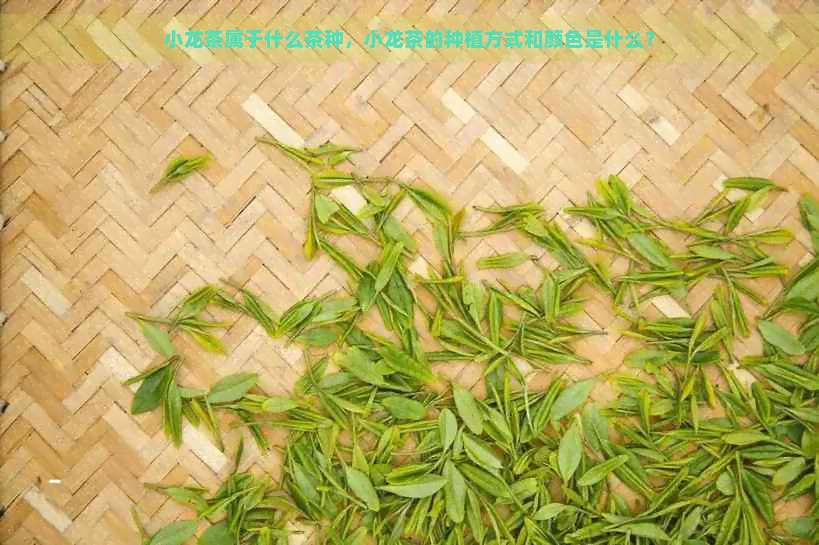 小龙茶属于什么茶种，小龙茶的种植方式和颜色是什么？