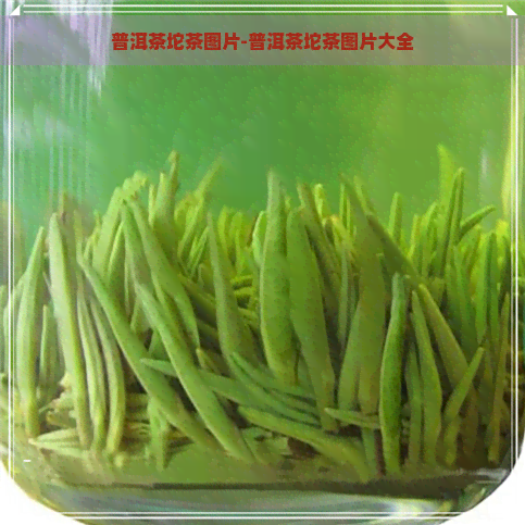 普洱茶坨茶图片-普洱茶坨茶图片大全