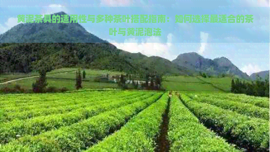 黄泥茶具的适用性与多种茶叶搭配指南：如何选择最适合的茶叶与黄泥泡法