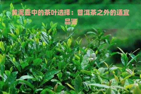 黄泥壶中的茶叶选择：普洱茶之外的适宜品鉴