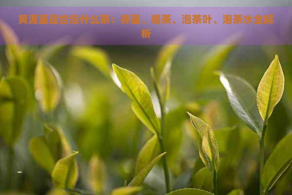 黄泥壶适合泡什么茶：养壶、喝茶、泡茶叶、泡茶水全解析