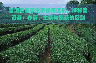 普洱茶春茶生茶熟茶区别，探秘普洱茶：春茶、生茶与熟茶的区别