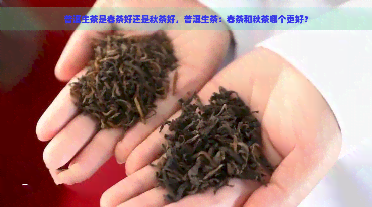 普洱生茶是春茶好还是秋茶好，普洱生茶：春茶和秋茶哪个更好？