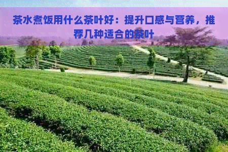 茶水煮饭用什么茶叶好：提升口感与营养，推荐几种适合的茶叶