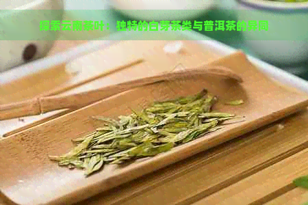 探索云南茶叶：独特的白芽茶类与普洱茶的异同