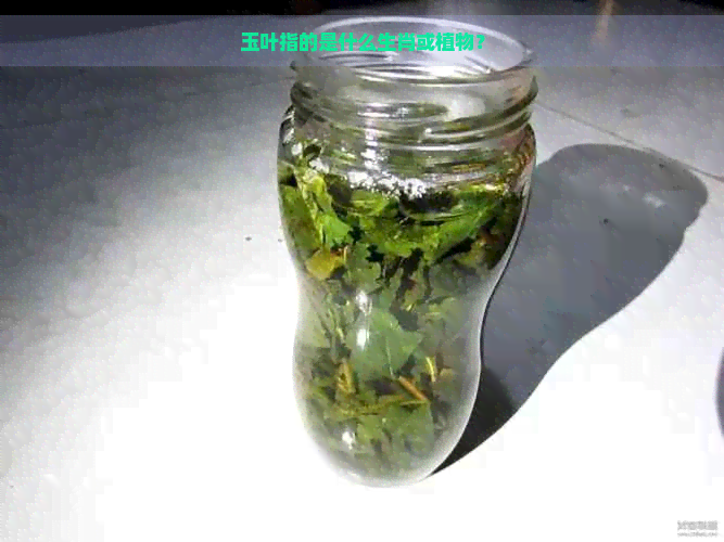 玉叶指的是什么生肖或植物？