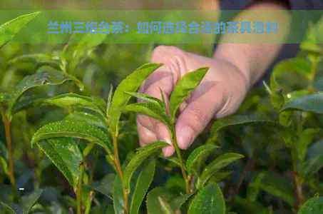 兰州三炮台茶：如何选择合适的茶具泡制