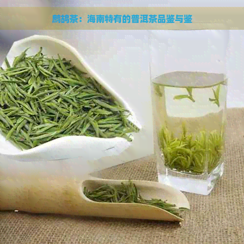 鹧鸪茶：海南特有的普洱茶品鉴与鉴