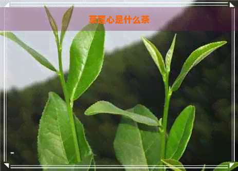 草莲心是什么茶