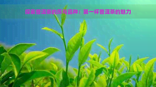 探索普洱茶的历与品种：之一杯普洱茶的魅力