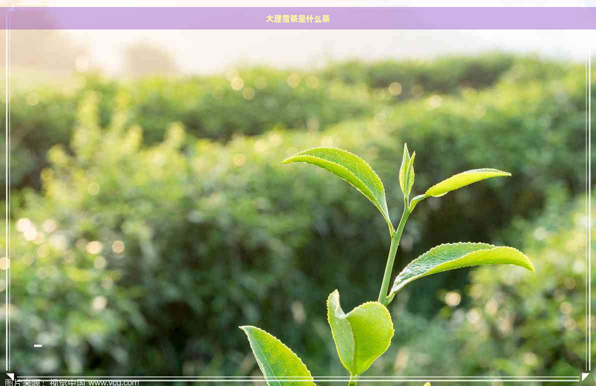 大理雪茶是什么茶