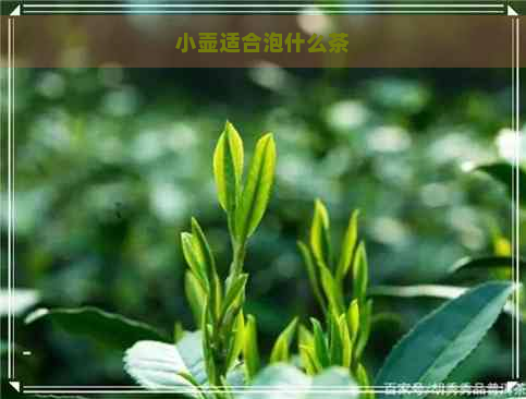 小壶适合泡什么茶