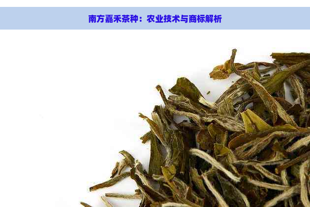 南方嘉禾茶种：农业技术与商标解析