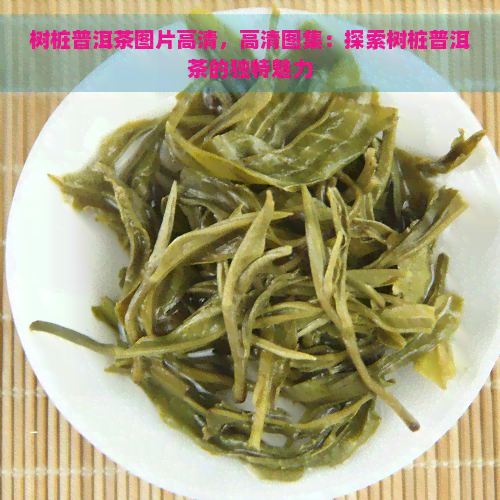 树桩普洱茶图片高清，高清图集：探索树桩普洱茶的独特魅力